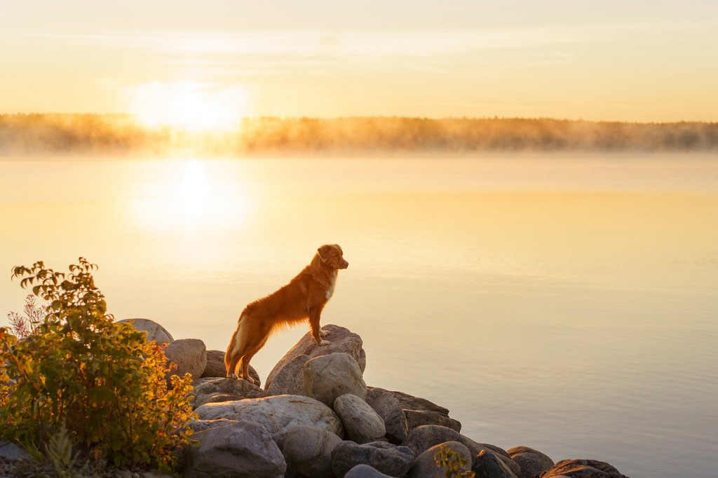 nova-scotia-duck-tolling-retriever-5953889_1280